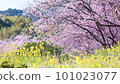 雪割櫻花和油菜花 101023077