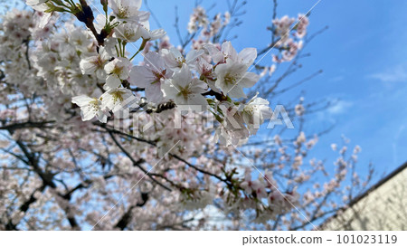  櫻花和藍天 101023119