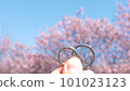 櫻花和戒指 101023123