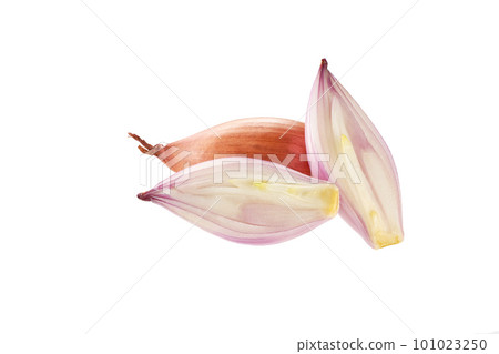Fresh shallot, onion with slice isolated on white background. 101023250