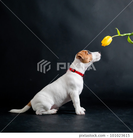 Woman teases funny puppy with flower in studio. Little mischievous dog hunts for a tulip on a black background. Female hand plays with jack russell terrier. 101023615