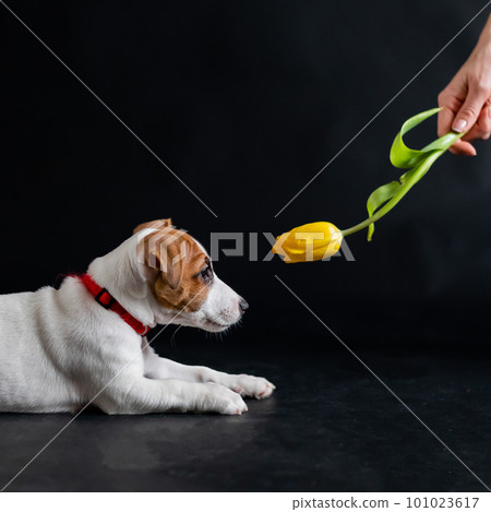 Woman teases funny puppy with flower in studio. Little mischievous dog hunts for a tulip on a black background. Female hand plays with jack russell terrier. Woman teases funny puppy with flower in studio. Little mischievous dog hunts for a tulip on a black background. Female hand plays with jack russell terrier. 101023617