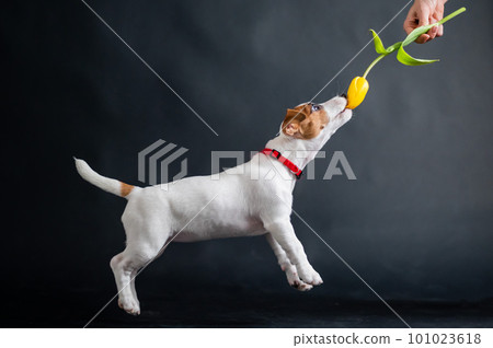 Woman teases funny puppy with flower in studio. Little mischievous dog hunts for a tulip on a black background. Female hand plays with jack russell terrier. Woman teases funny puppy with flower in studio. Little mischievous dog hunts for a tulip on a black background. Female hand plays with jack russell terrier. 101023618
