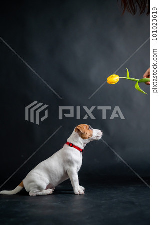 Woman teases funny puppy with flower in studio. Little mischievous dog hunts for a tulip on a black background. Female hand plays with jack russell terrier. 101023619