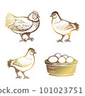 Chicken, bird s nest with eggs, basket of eggs. Chicken, poultry. Golden color. Hand drawn vector illustration in vintage style. 101023751