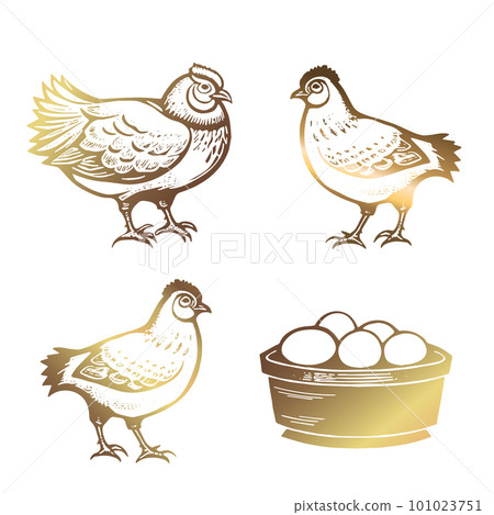 Chicken, bird s nest with eggs, basket of eggs. Chicken, poultry. Golden color. Hand drawn vector illustration in vintage style. 101023751
