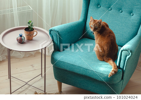 Ginger domestic cat sitting in blue armchair Ginger domestic cat sitting in blue armchair 101024024