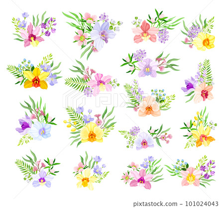 Fragrant Orchid Blooms with Labellum Arranged with Floral Branches Big Vector Set 101024043