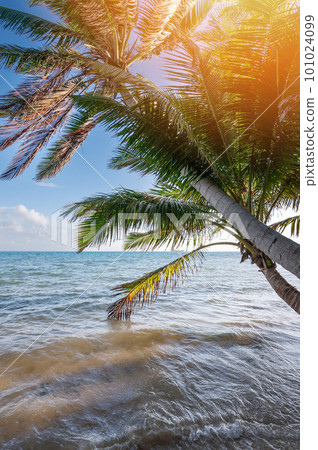 Tropical beach resort background 101024099