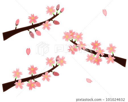 Cherry blossoms and petals set ・ Blooms for 3 minutes, blooms for 8 minutes, full bloom (no main line) Cherry blossoms and petals set ・ Blooms for 3 minutes, blooms for 8 minutes, full bloom (no main line) 101024632