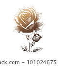 Roses, black silhouettes of rose flowers isolated on white background. Vector. 101024675