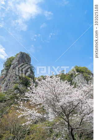 Sen no Iwa Cherry blossoms against the blue sky 101025188