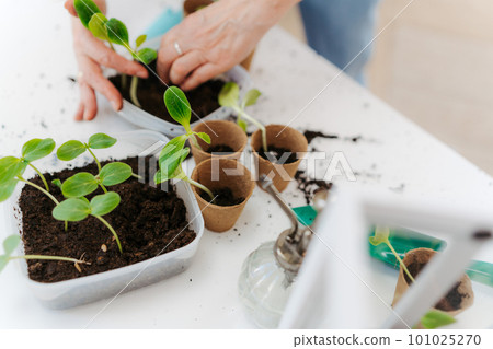 Close up of replanting vegetable, spring concept. 101025270