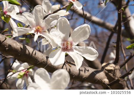 春暖花開 春暖花開 101025556