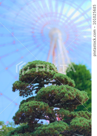 背景是摩天輪的松樹 背景是摩天輪的松樹 101025685