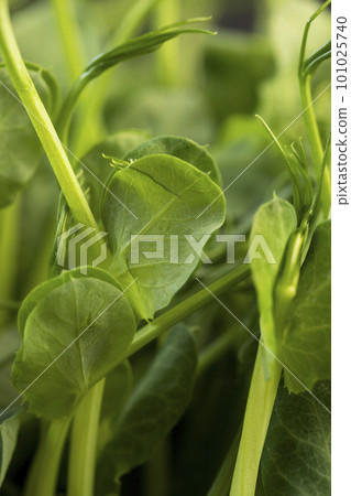 A large number of green pea sprouts, pea plants 101025740