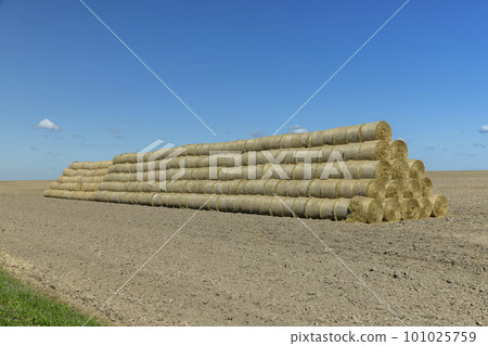 Stacks of yellow dry straw in the field after the wheat harvest Stacks of yellow dry straw in the field after the wheat harvest 101025759