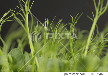 A large number of green pea sprouts, pea plants A large number of green pea sprouts, pea plants 101025820