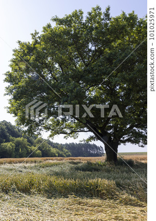 Growing in a field with ripening wheat 101025971