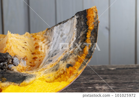 A spoiled pumpkin covered with mold A spoiled pumpkin covered with mold 101025972