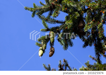 green needles on a tall spruce tree with cones 101025974