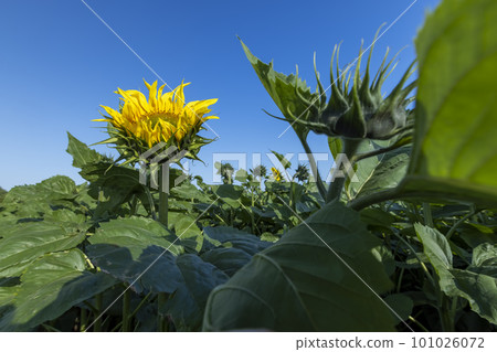 Beautiful blooming flowers sunflowers in the field 101026072