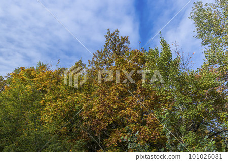 Mixed forest in the autumn season with different deciduous trees 101026081