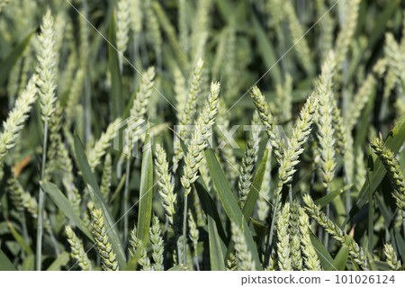 Agricultural field with a large number of green cereals 101026124