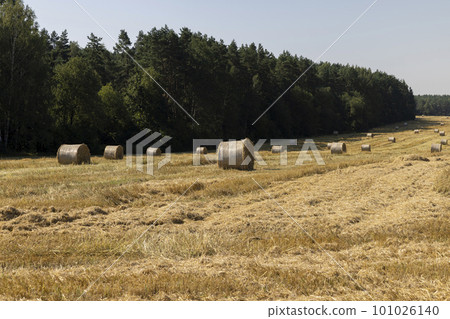 Yellow-golden straw on the field after harvesting in stacks Yellow-golden straw on the field after harvesting in stacks 101026140