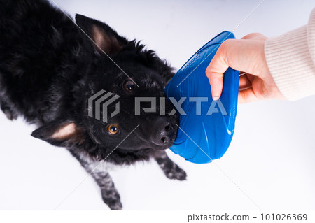 A playful mudi breed dog picking up a blue frisbee with her teeth A playful mudi breed dog picking up a blue frisbee with her teeth 101026369