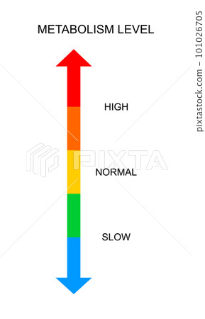 Metabolism vertical scale with top and bottom arrows. Colorful chart of rate which body converts foods and drinks into energy. Metabolic levels from slow to high Metabolism vertical scale with top and bottom arrows. Colorful chart of rate which body converts foods and drinks into energy. Metabolic levels from slow to high 101026705