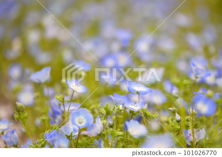 Blooming blue nemophila flowers 101026770