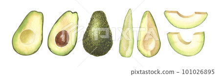 Watercolor set of fresh whole and sliced avocado. Hand-drawn illustration isolated on white background. Perfect food menu, healthy food drawing, design packing. 101026895