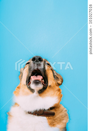 Portrait of mongrel dog sneezes, runny nose. Portrait of mixed-breed mongrel dog with open mouth, sticking out his tongue and eyes closed. Cold diseases and allergies in pets concept. Isolated on blue Portrait of mongrel dog sneezes, runny nose. Portrait of mixed-breed mongrel dog with open mouth, sticking out his tongue and eyes closed. Cold diseases and allergies in pets concept. Isolated on blue 101027016