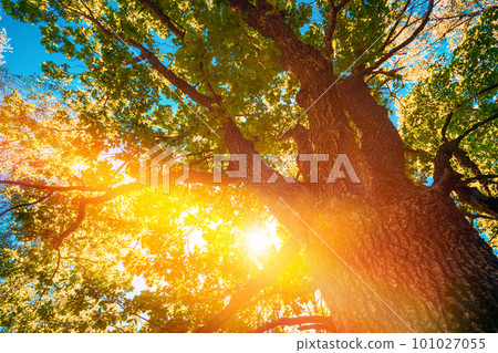 Summer summertime Sunlight Sunshine Through Oak Forest Tree. Sunny Nature Wood Sunlight. Close up green greenery lush branches Summer summertime Sunlight Sunshine Through Oak Forest Tree. Sunny Nature Wood Sunlight. Close up green greenery lush branches 101027055