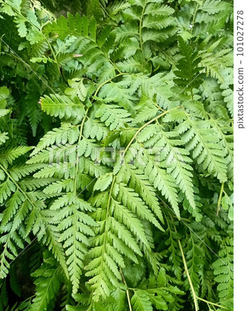 Iron Fern Plant  101027278