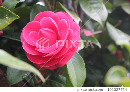 Color of winter flowers 101027754