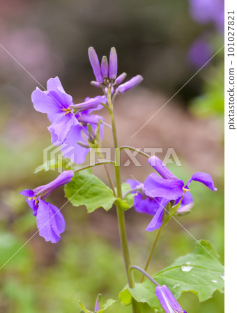 A member of the rape blossoms, Oaraseitou 101027821