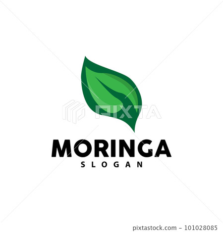 Leaf Logo, Eco Green Plant Vector, Green Earth Care Recycling Design, Moringa Leaf Logo Icon Template Illustration 101028085