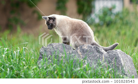 Thai cat hunting outdoors in summer garden 101028543