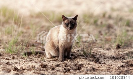 Thai cat sitting outdoors on the sand at nature Thai cat sitting outdoors on the sand at nature 101028544
