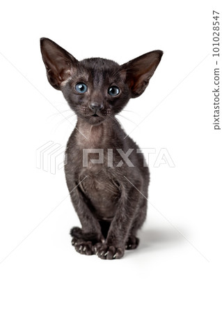 Cute oriental black kitten sitting isolated on white background. Vertical, copy space. 101028547