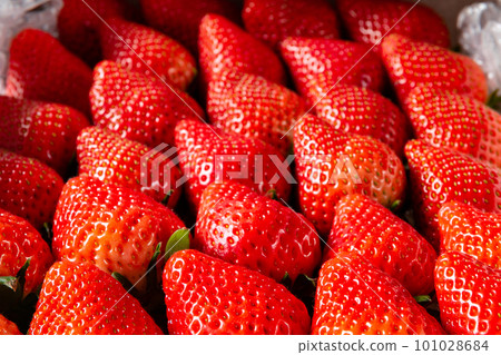 Bright red strawberries covered Bright red strawberries covered 101028684