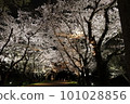 Cherry blossoms at night 101028856