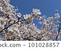 Cherry tree in full bloom  101028857