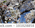 Cherry Blossoms	 101028858
