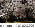 Cherry blossom trees at night 101028859