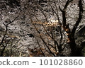 Cherry trees at full bloom 101028860
