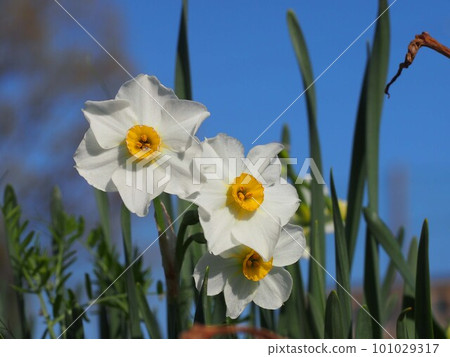White narcissus flowers in the morning sun (Fusazaki daffodils in the blue sky and flower bed) 101029317