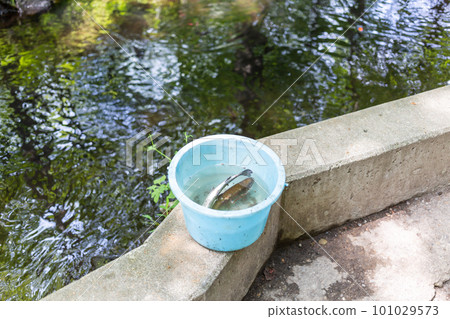 香魚 釣魚 捕魚 101029573